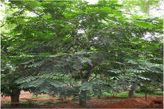 Aphanamixis polystachya